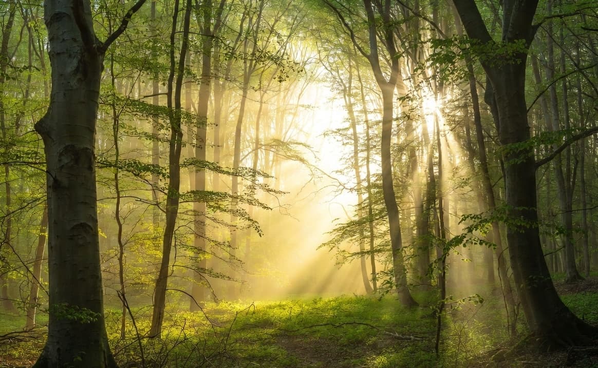 Beech grove forest at dawn